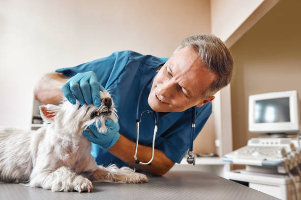 Best Emergency Dental Care for Trauma or Injury in Fairfax, SC